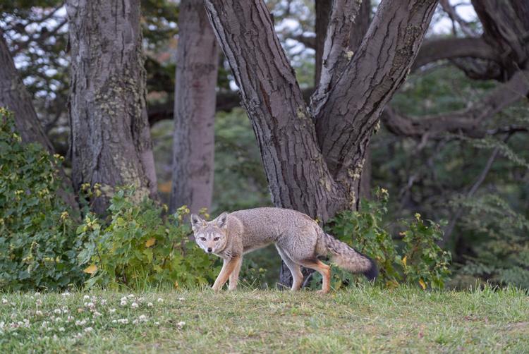 Los Ñires Ushuaia | Ushuaia | 1